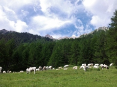 Sheep in vallee Etroite