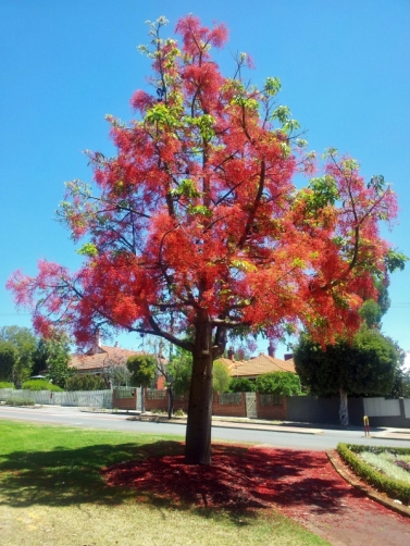 Flame tree