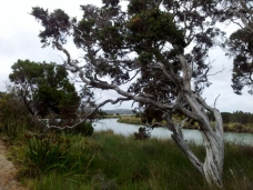 Paperbark tree near Ocean Beach, Denmark, Australia